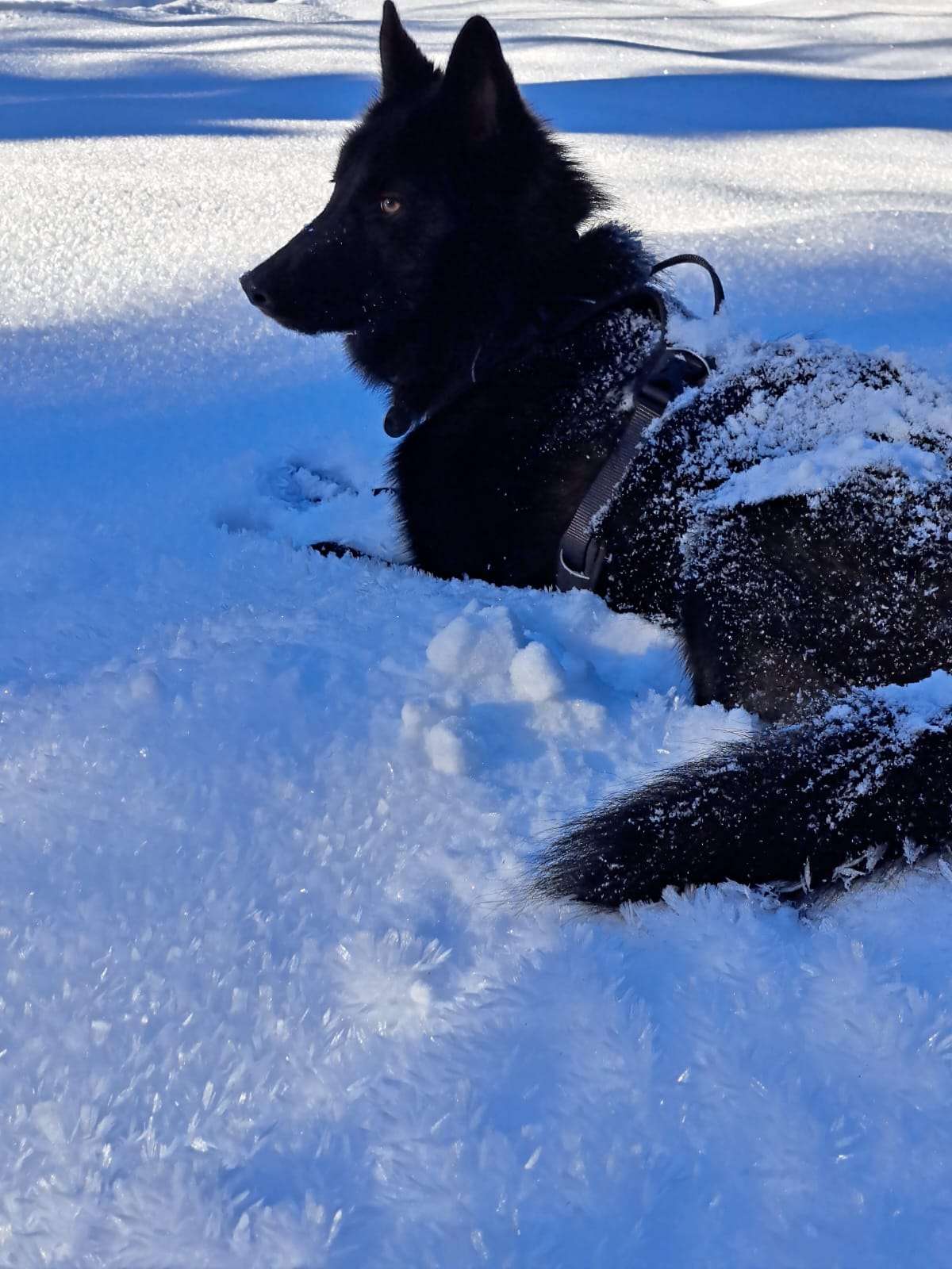 Fenrir, chien-loup dans la neige